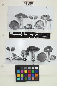 Inocybe rainierensis image