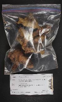 Albatrellus avellaneus image