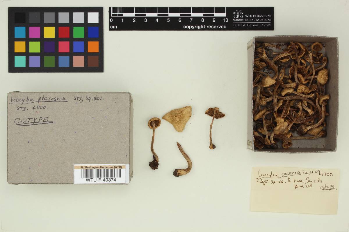 Inocybe picrosma image