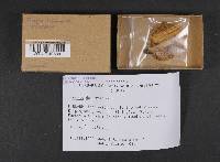 Inocybe dulcamara image