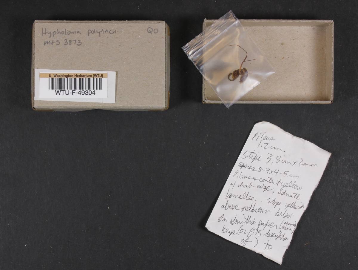 Hypholoma polytrichi image