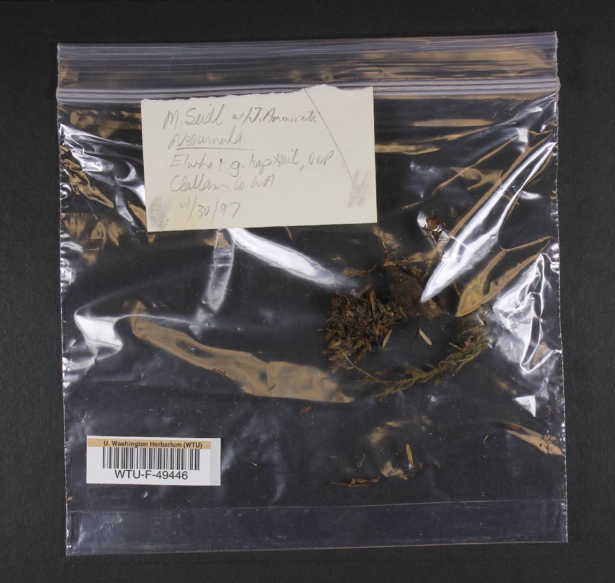 Neournula image
