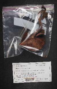 Tricholomopsis rutilans image