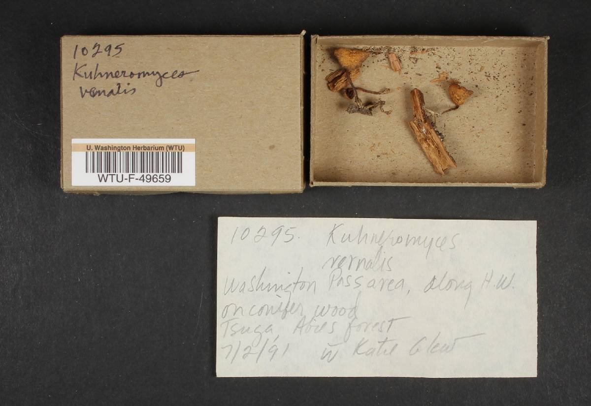 Kuehneromyces vernalis image