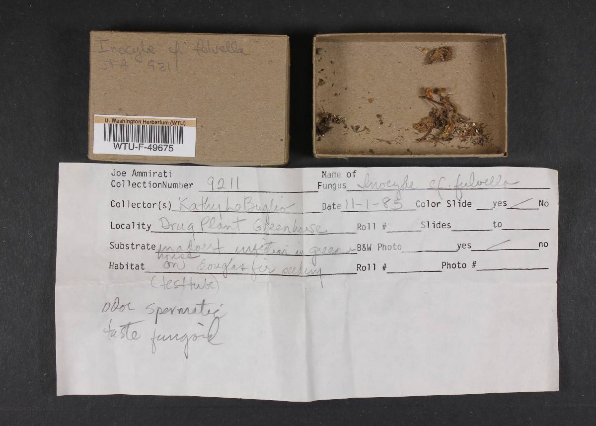 Inocybe fulvella image