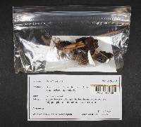 Helvella lacunosa image