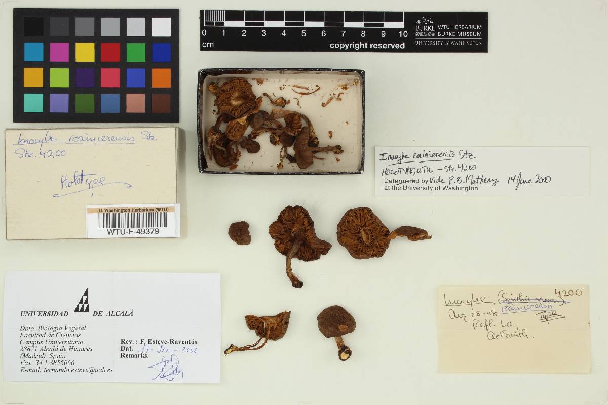 Inocybe rainierensis image
