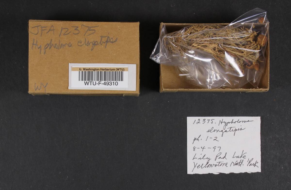 Psathyrella elongatipes image