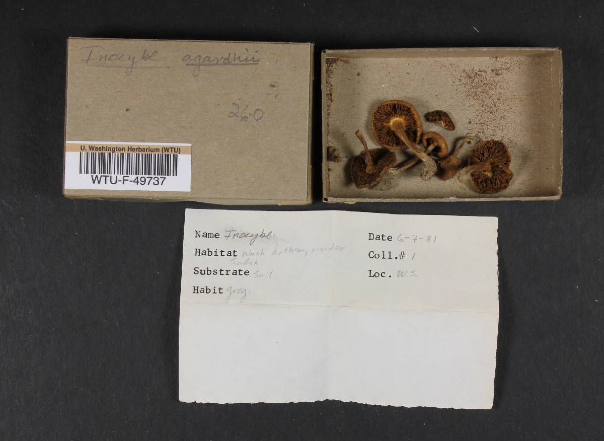 Inocybe agardhii image