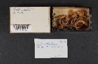 Kuehneromyces mutabilis image