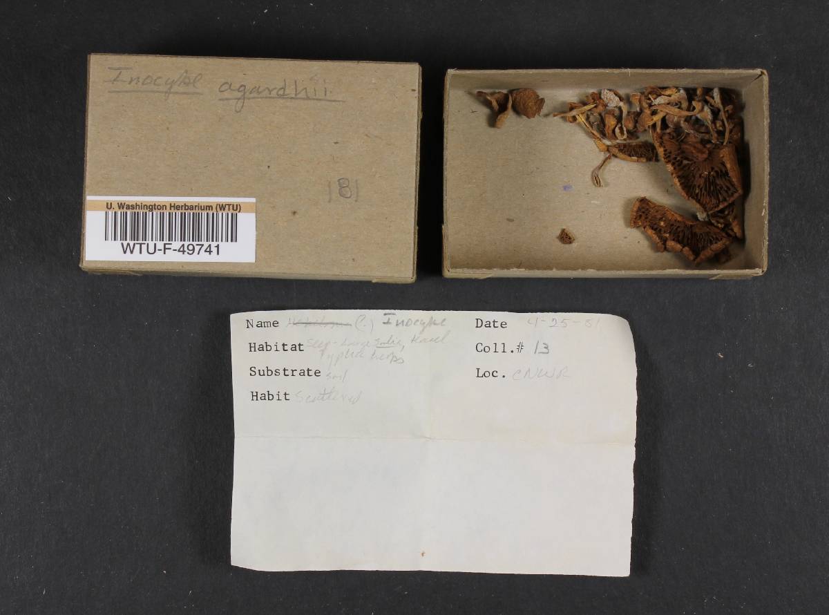 Inocybe agardhii image