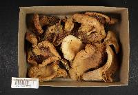 Lactarius allardii image