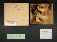 Lactarius argillaceifolius image