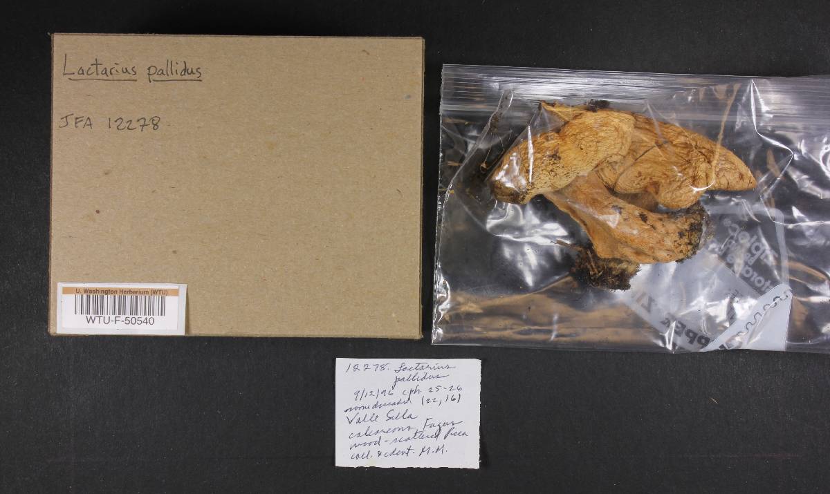 Lactarius pallidus image