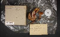 Lactarius volemus image