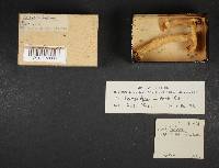 Lactarius alpinus image