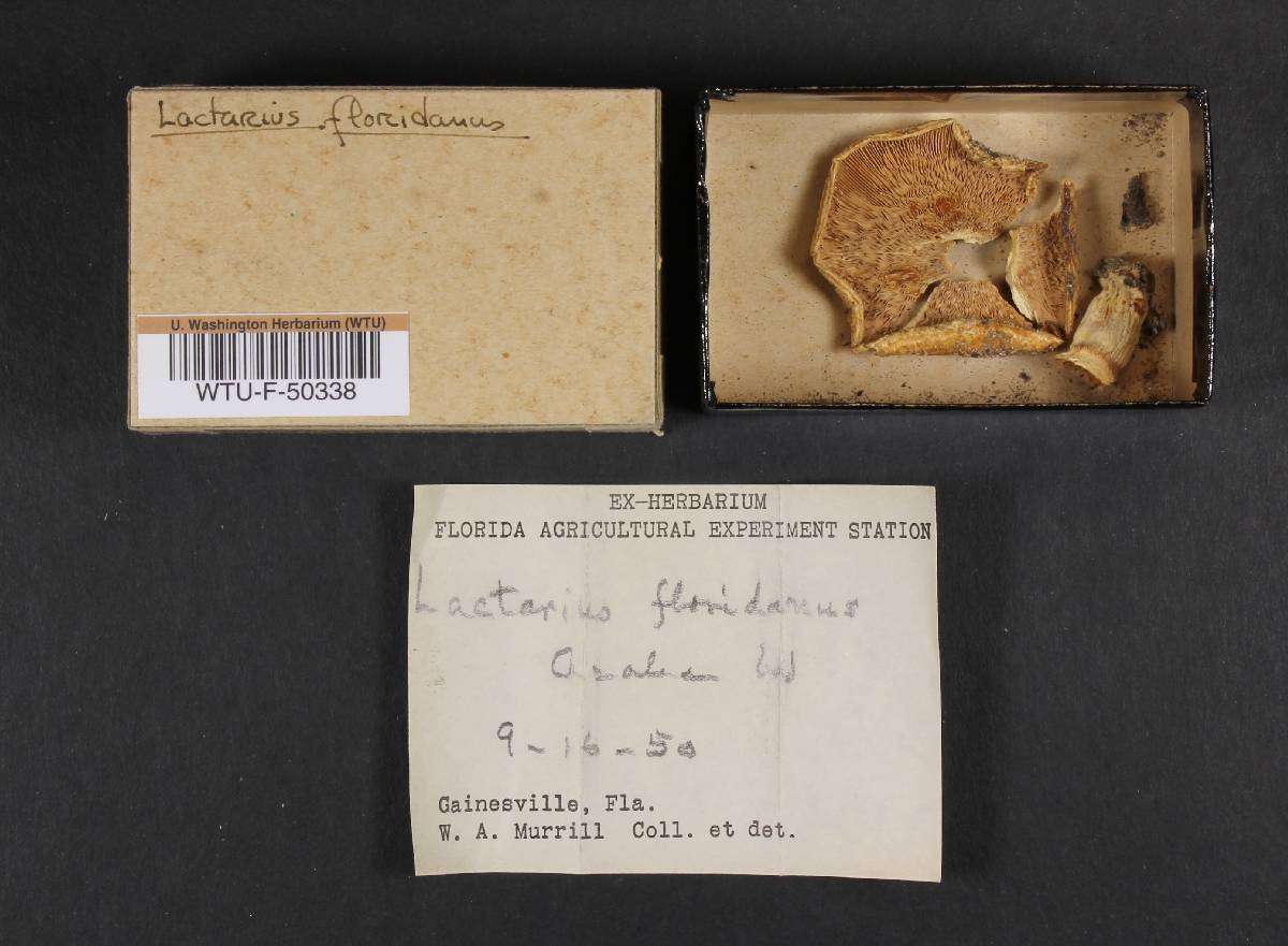 Lactarius flocculosiceps image