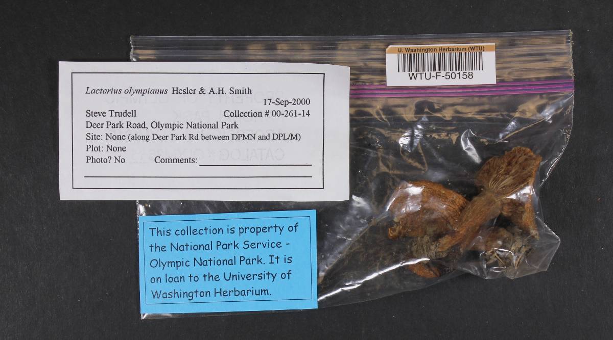 Lactarius olympianus image