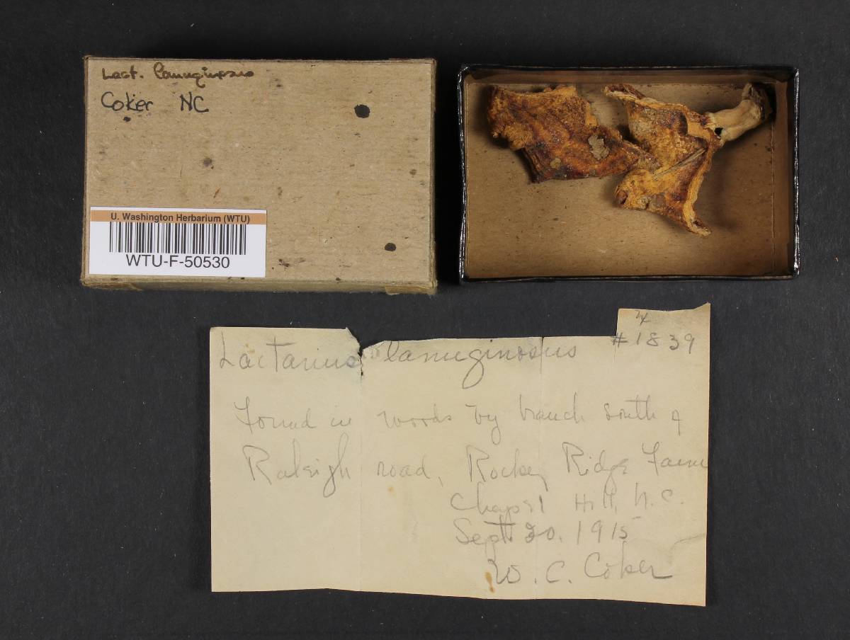 Lactarius lanuginosus image