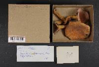 Lactarius volemus image