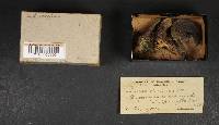 Lactarius atroviridis image