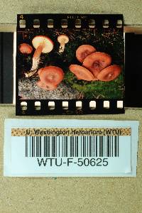 Lactarius rufus image