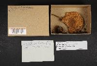 Echinoderma asperum image