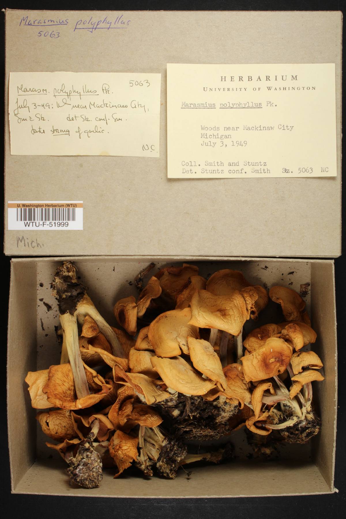 Marasmius polyphyllus image