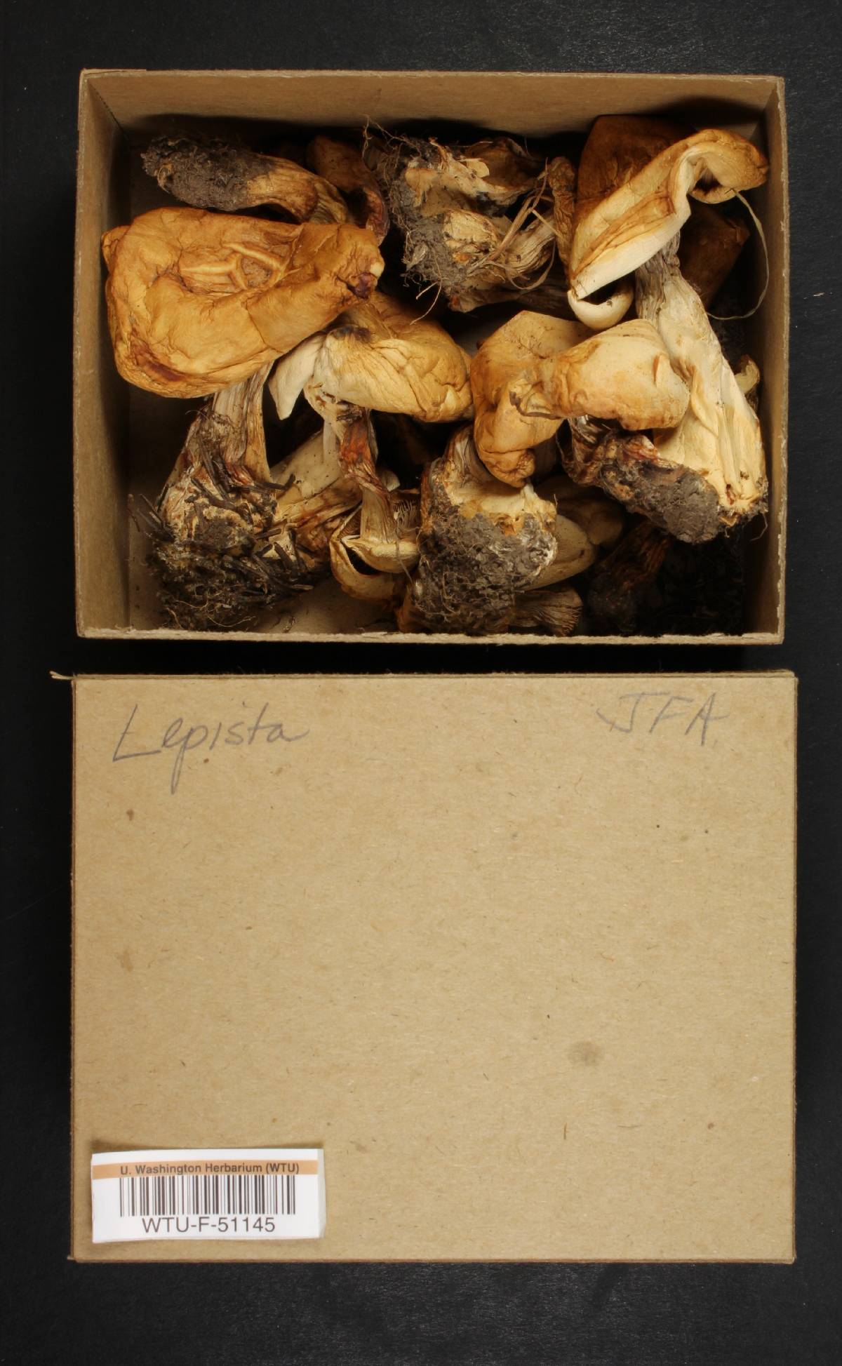 Lepista praemagna image