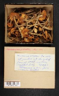 Marasmius oreades image