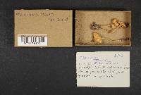 Marasmius oreades image