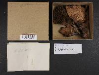 Leucoagaricus americanus image