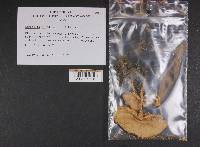 Limacella delicata var. glioderma image