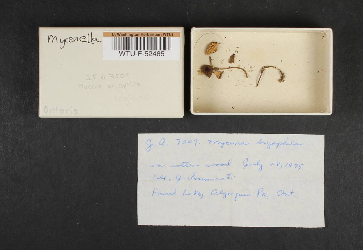 Mycena bryophila image