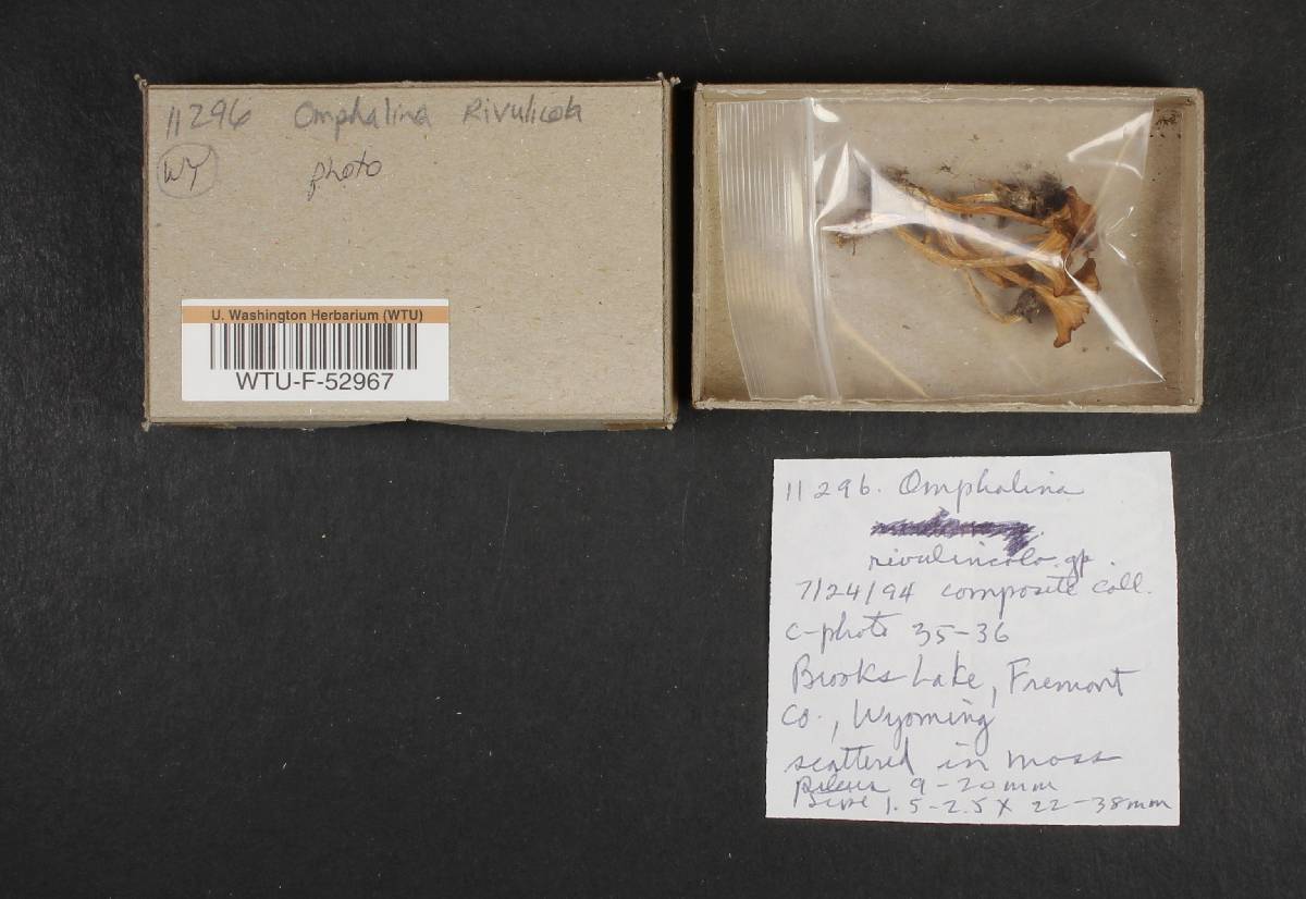 Omphalina rivulicola image