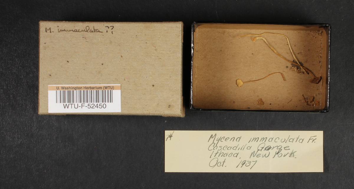 Mycena immaculata image