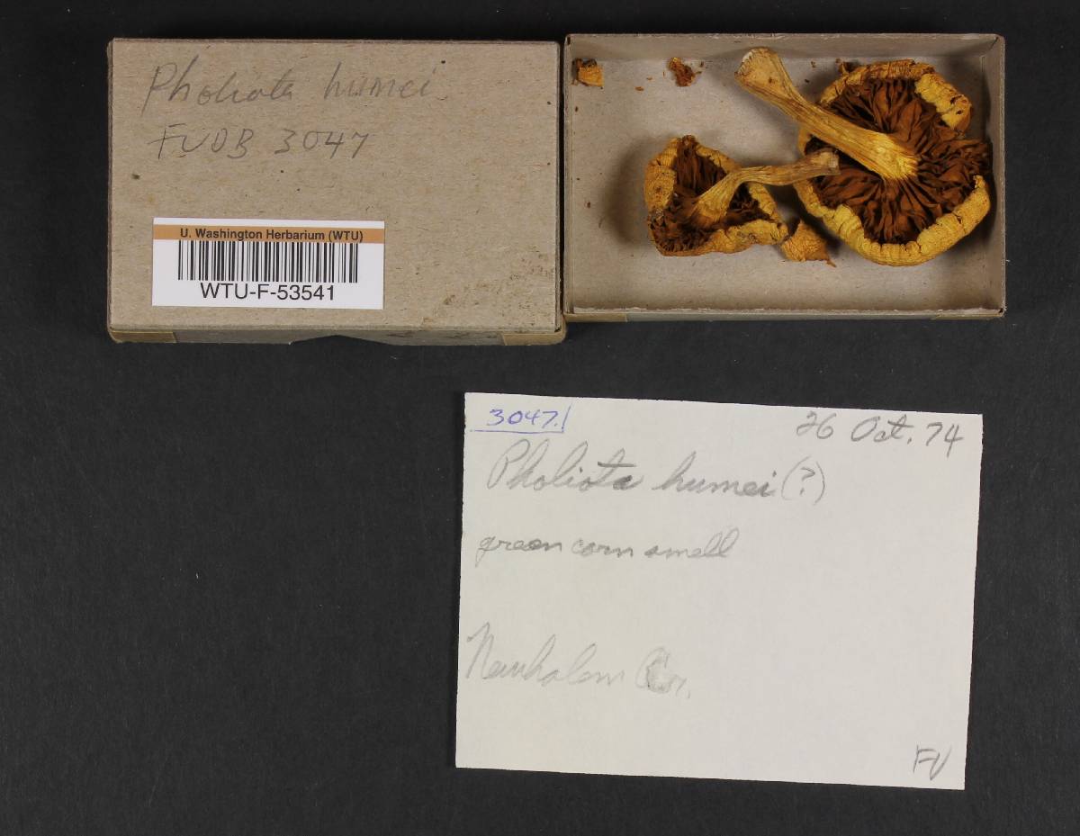 Pholiota humii image