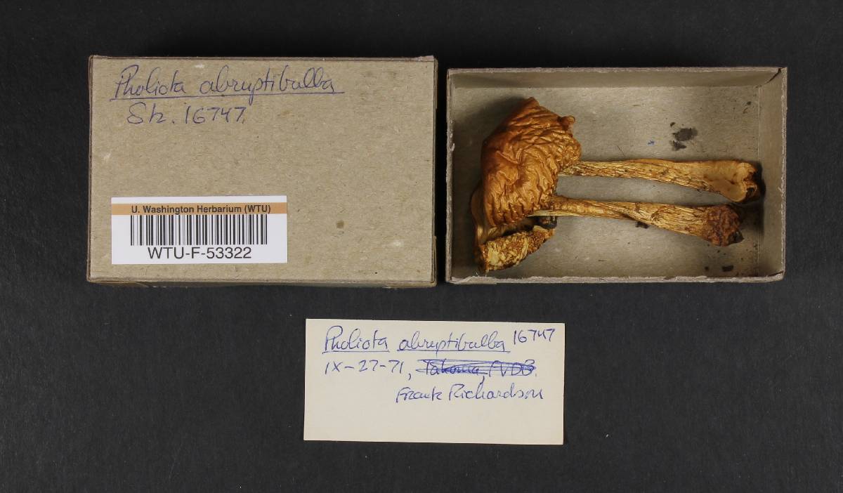 Chlorophyllum abruptibulbum image
