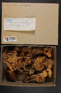 Pholiota squarrosoides image