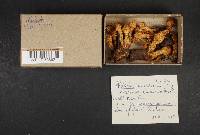 Pholiota squarrosa image