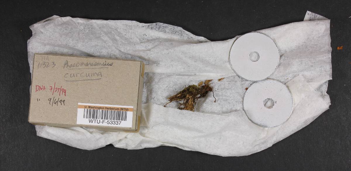 Phaeomarasmius curcuma image