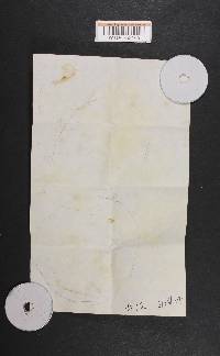 Panus conchatus image
