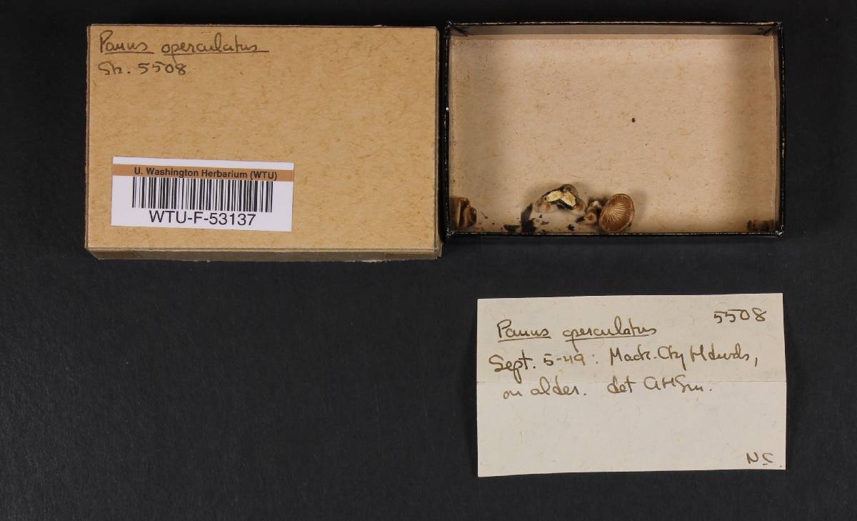 Panus operculatus image