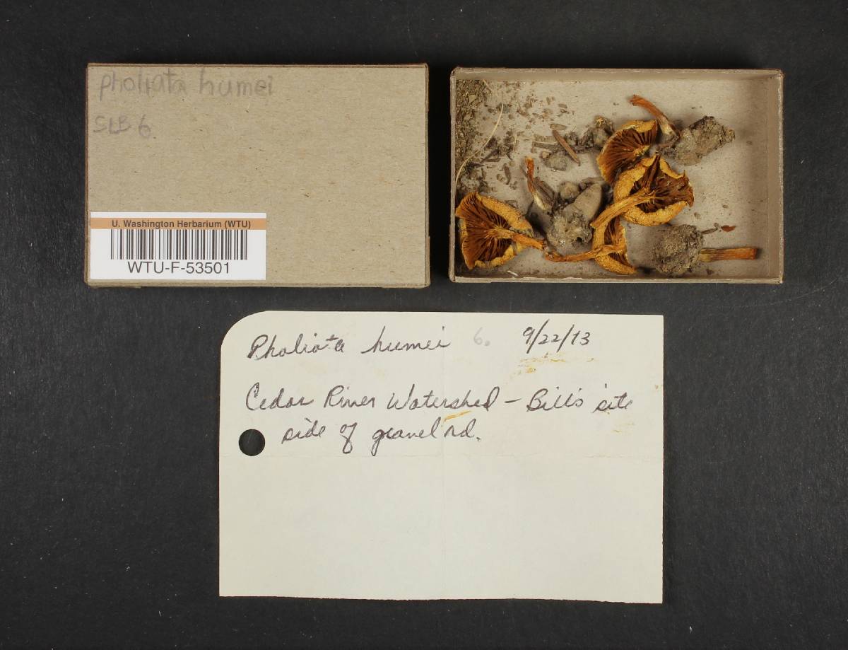 Pholiota humii image
