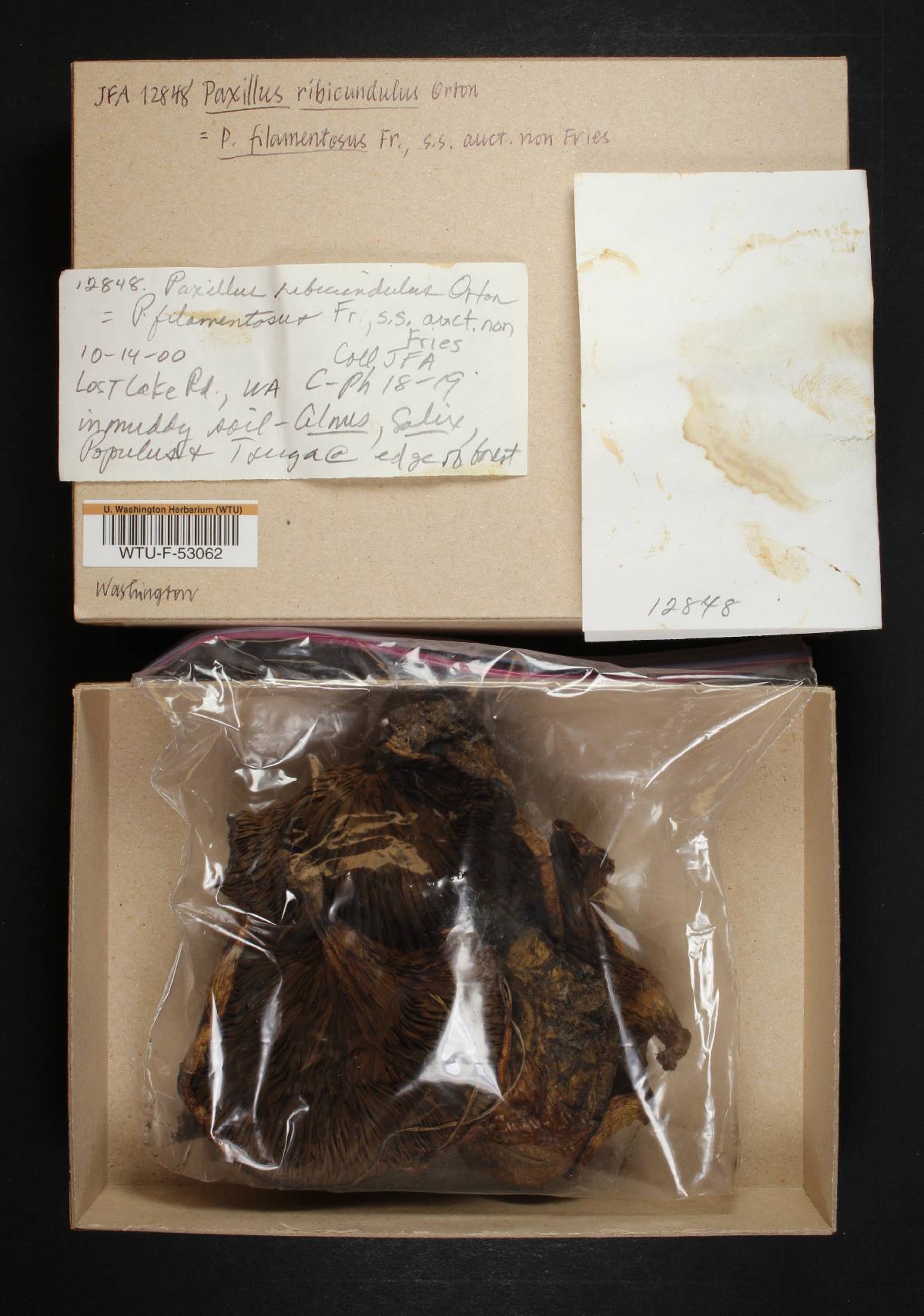 Paxillus rubicundulus image