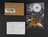 Pholiota flammans image
