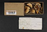 Pholiota decorata image