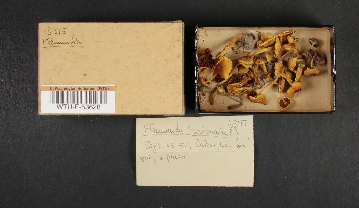 Flammula image