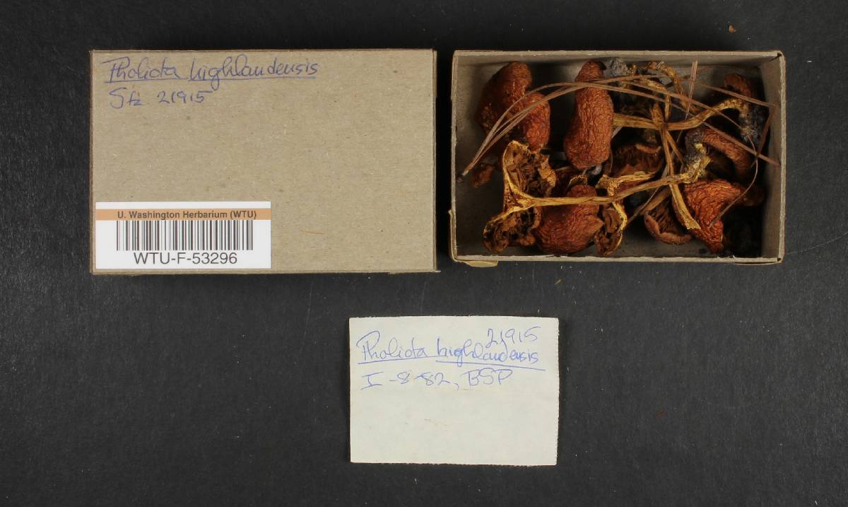 Pholiota castanea image
