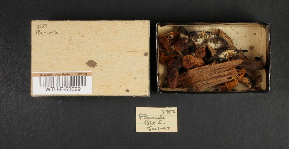 Flammula image